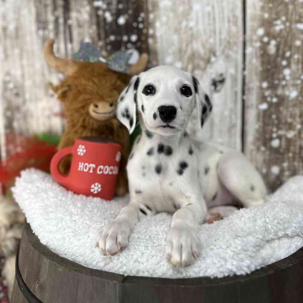 Female Dalmatian Puppy for Sale in Saugus, MA