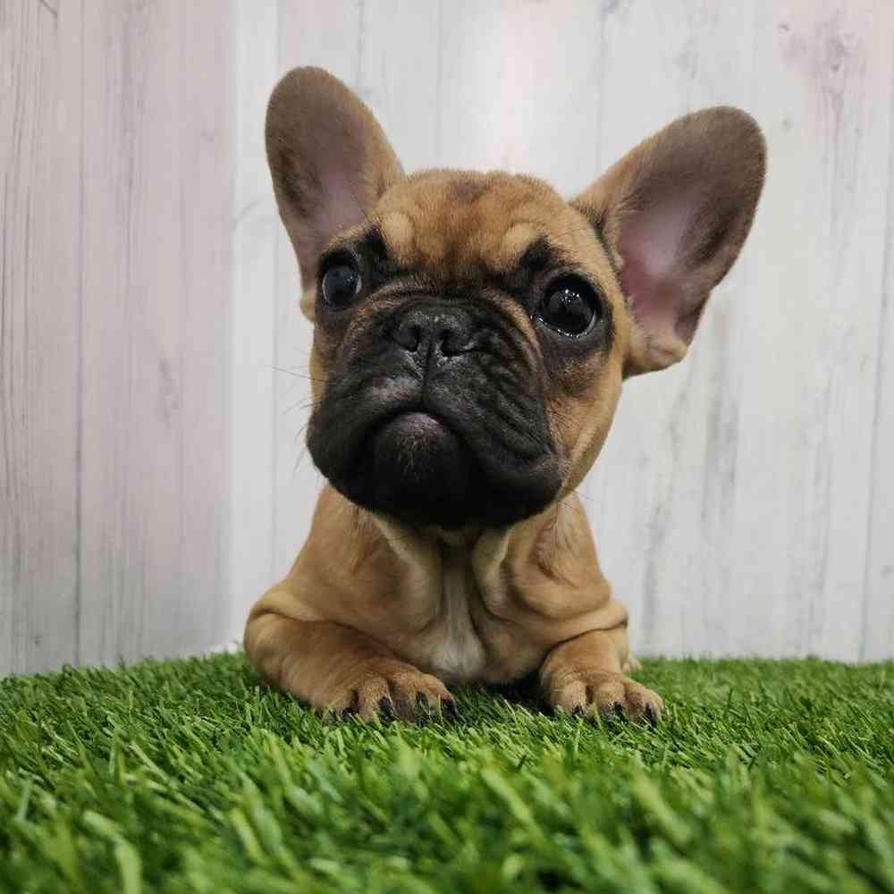 Female French Bulldog Puppy for Sale in Braintree, MA