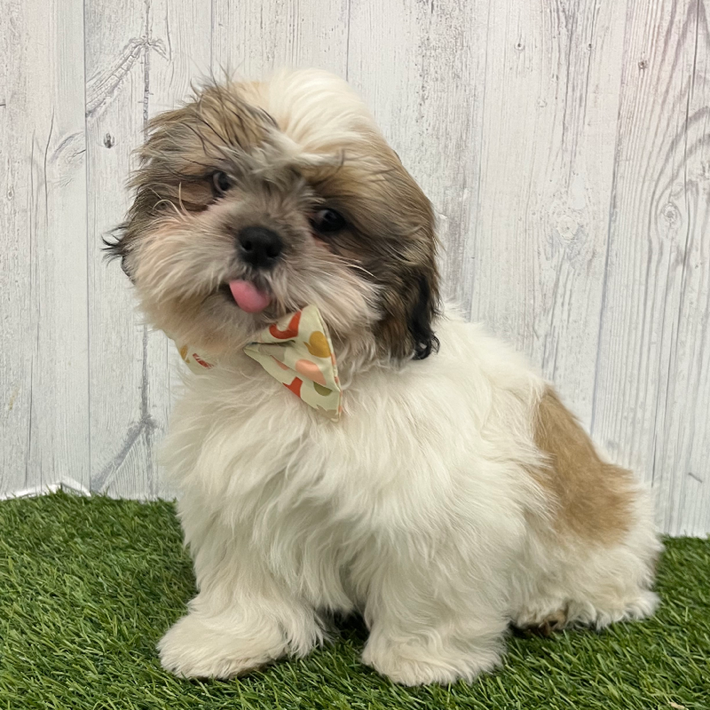 Male Shih Tzu Puppy for Sale in Braintree, MA