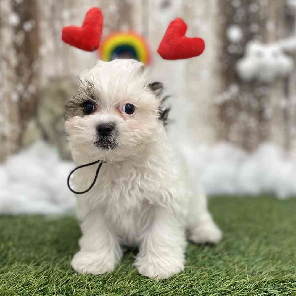 Male Shih-Poo Puppy for Sale in Braintree, MA