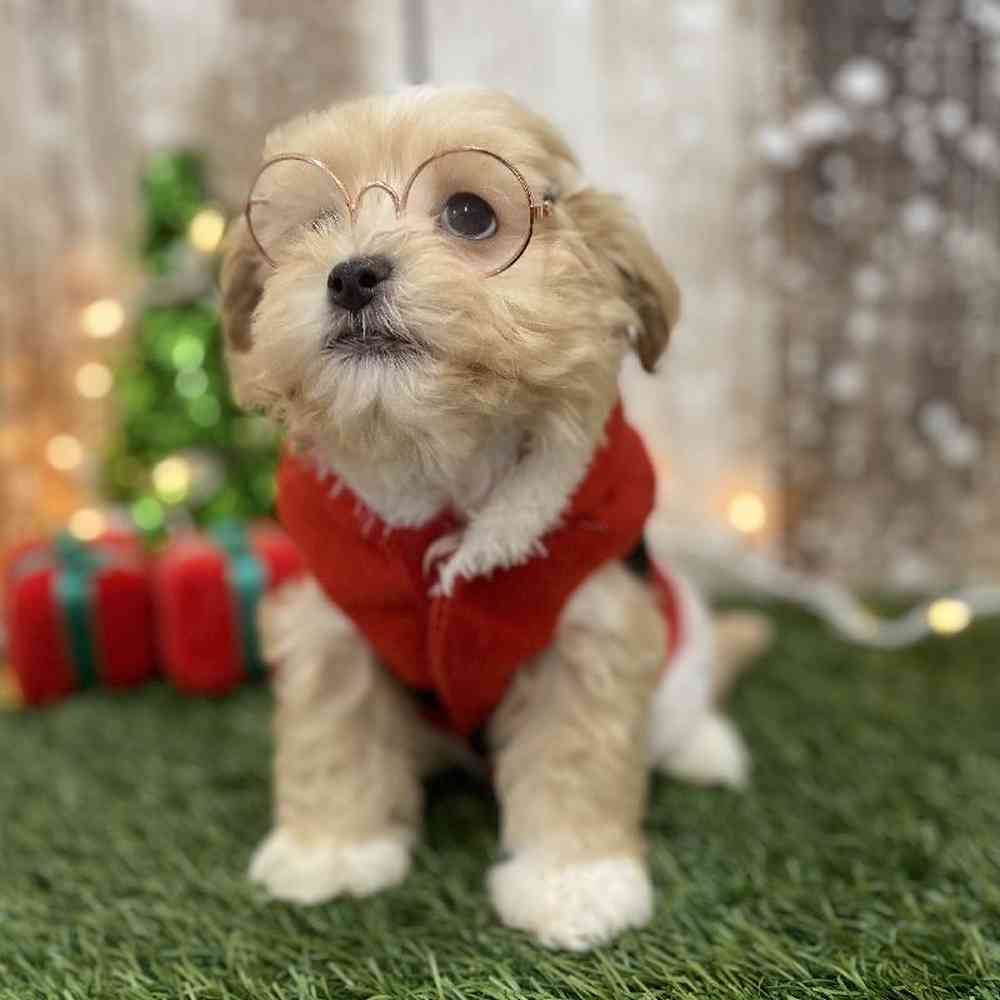 Male Malti-Poo Puppy for Sale in Braintree, MA