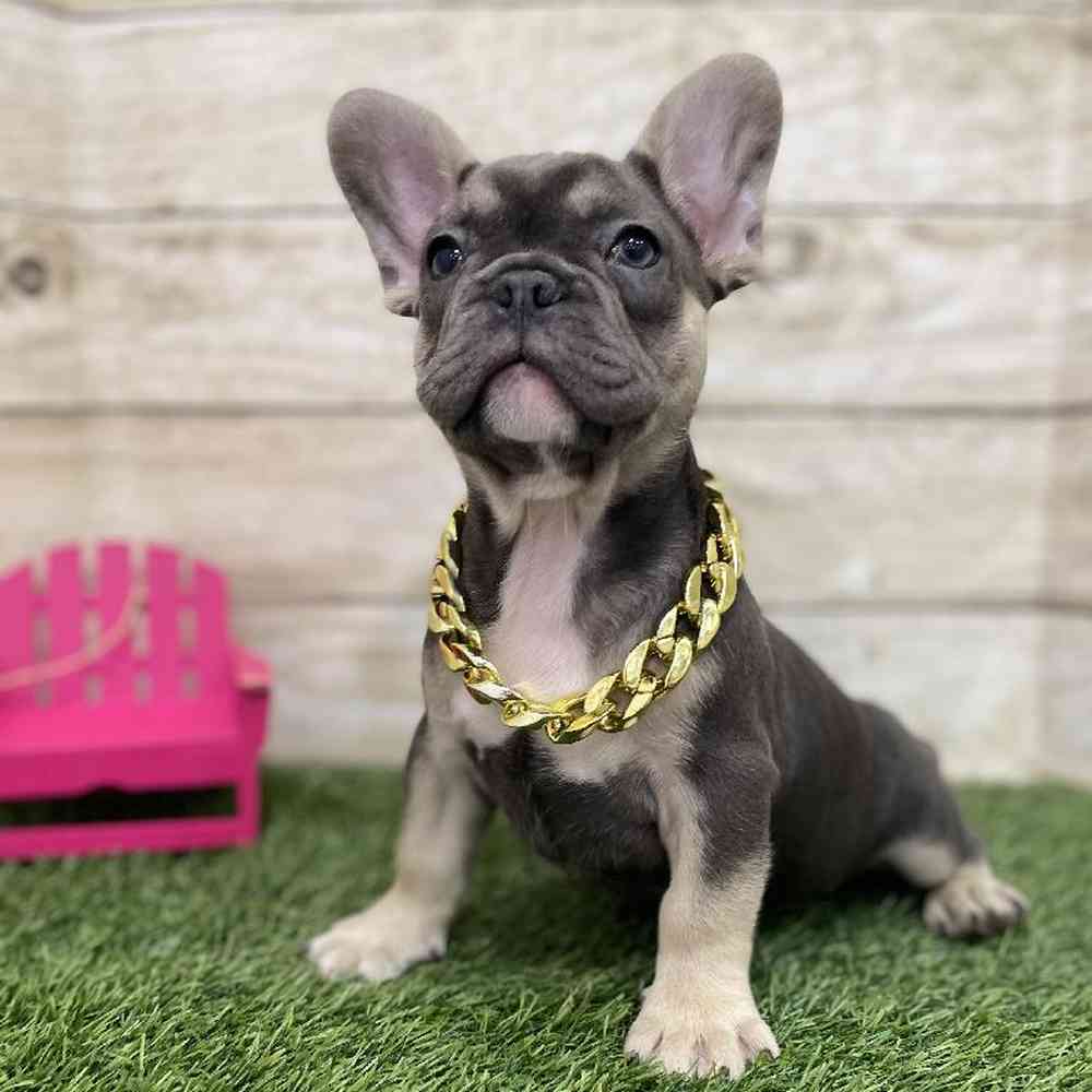Male French Bulldog Puppy for Sale in Braintree, MA