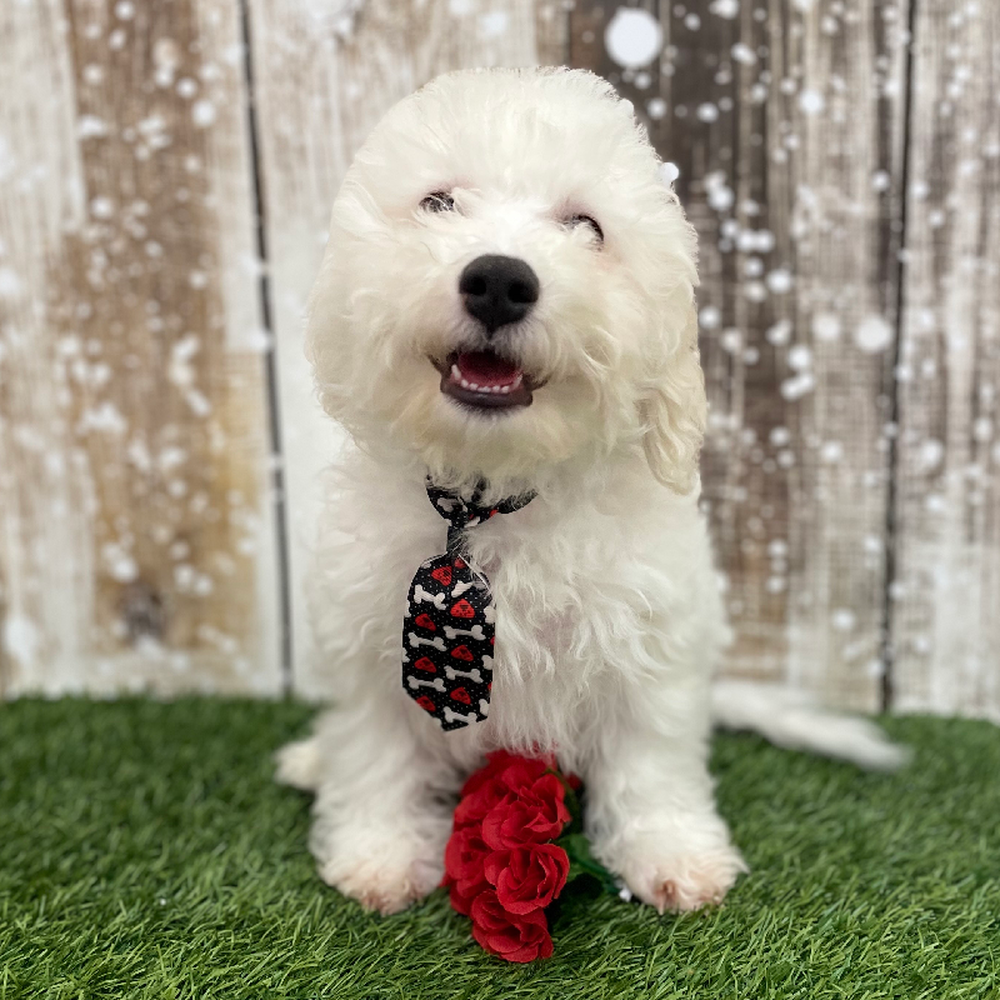 Male Bichon Frise Puppy for Sale in Braintree, MA