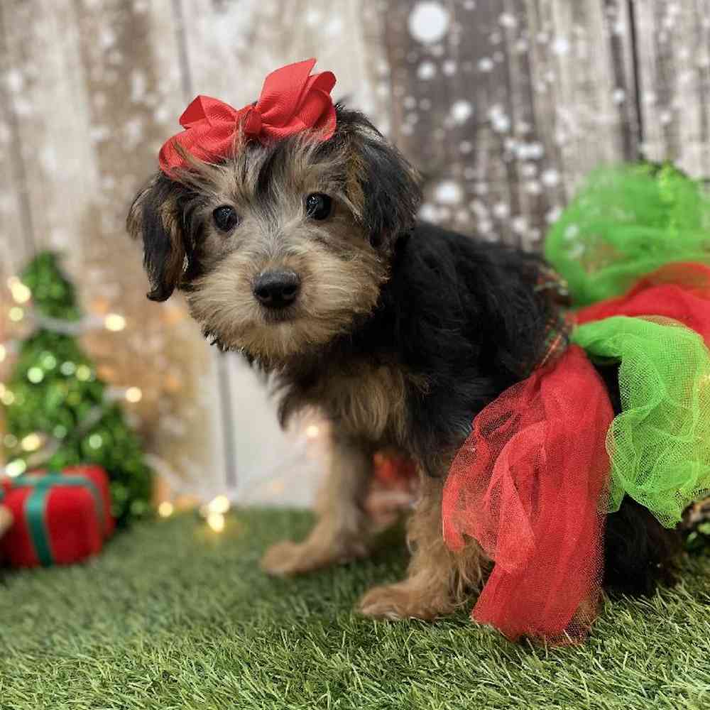 Female Yorkie-Poo Puppy for Sale in Braintree, MA
