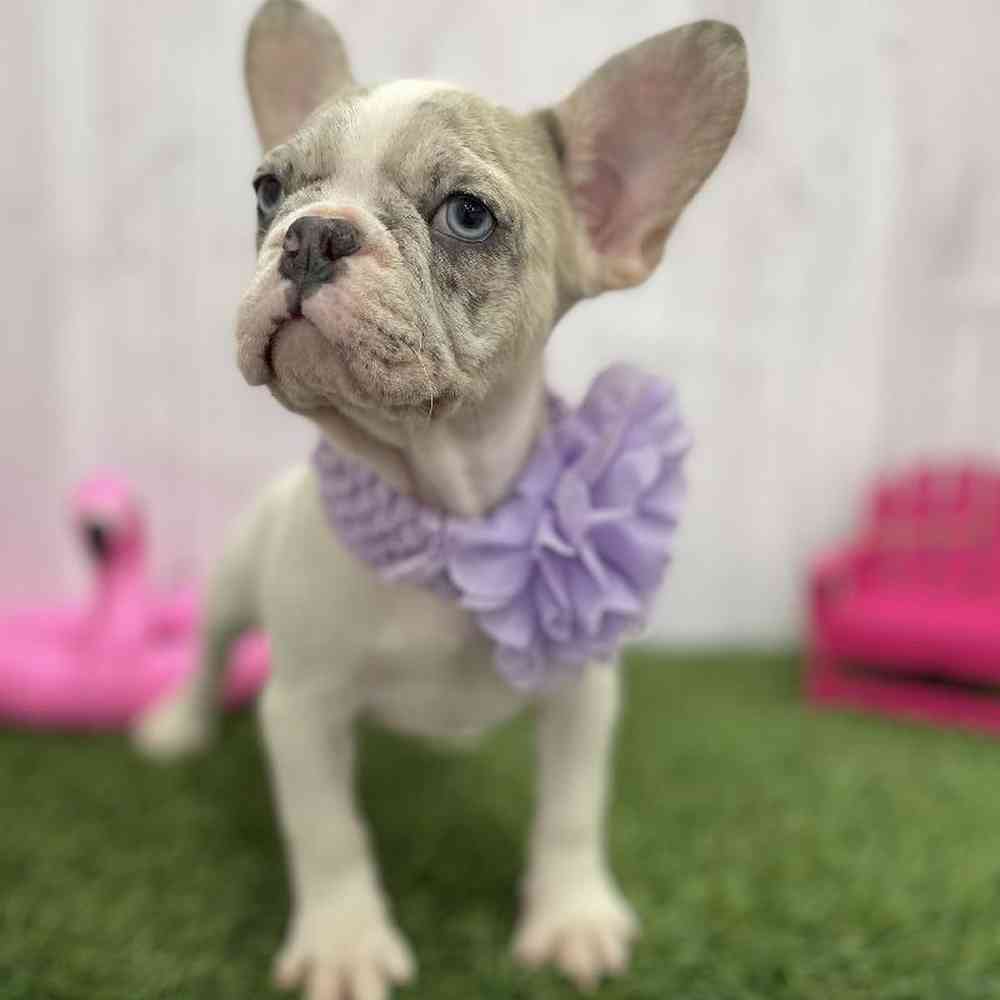 Female French Bulldog Puppy for Sale in Braintree, MA