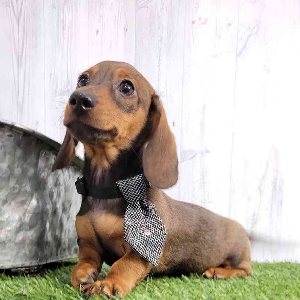 Male Dachshund Puppy for sale