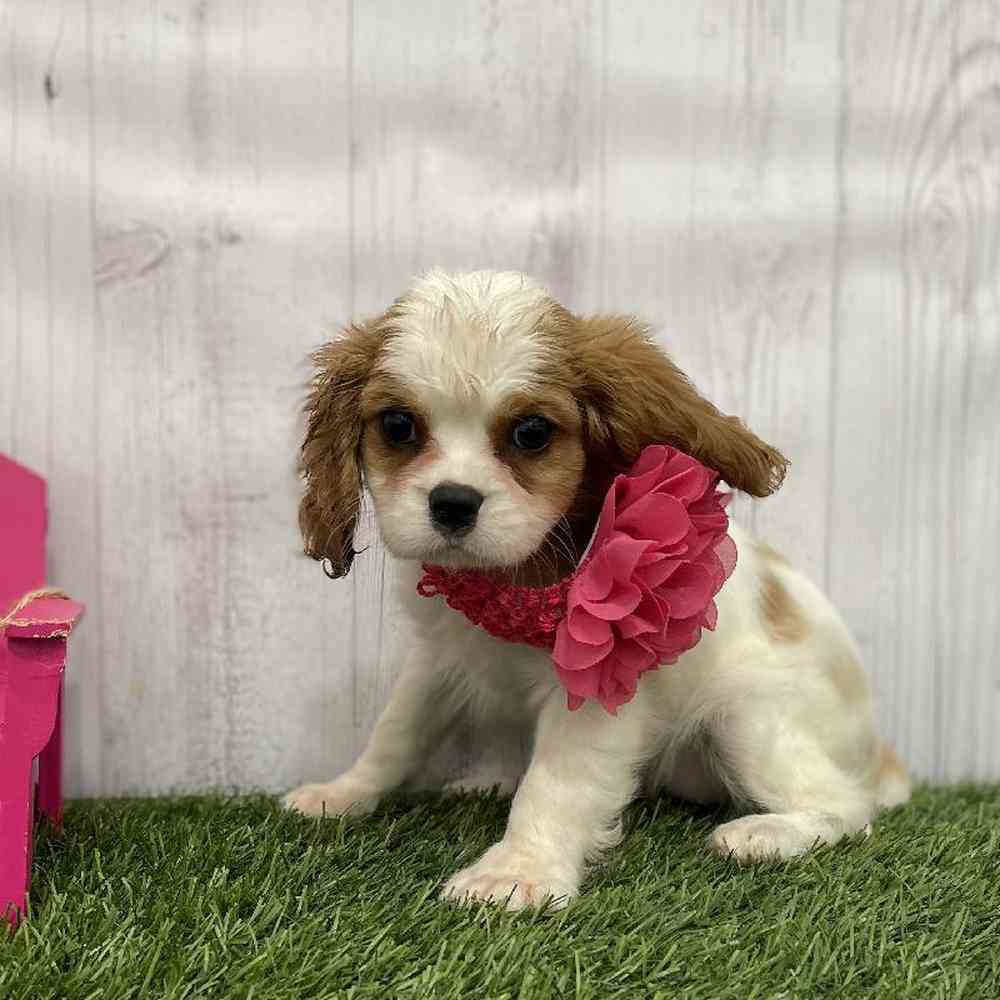 Female Cavalier King Charles Spaniel Puppy for Sale in Braintree, MA