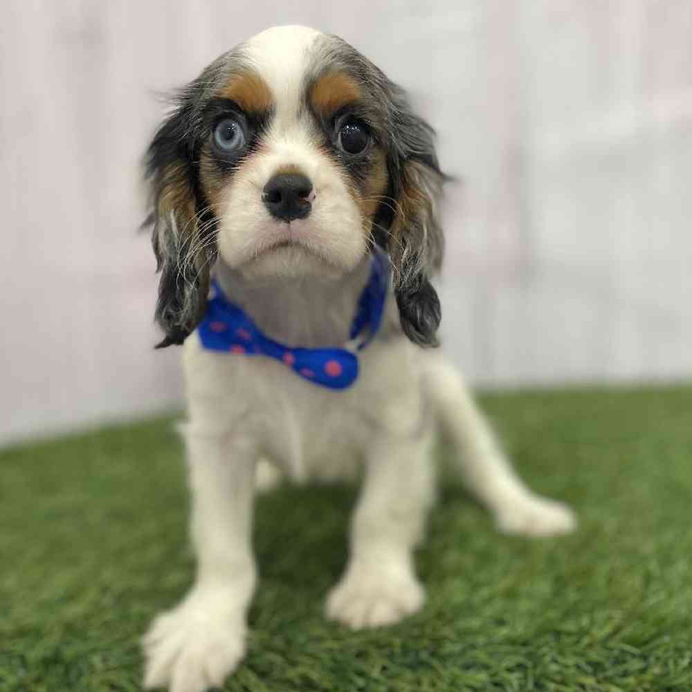 Male Cavalier King Charles Spaniel Puppy for Sale in Braintree, MA