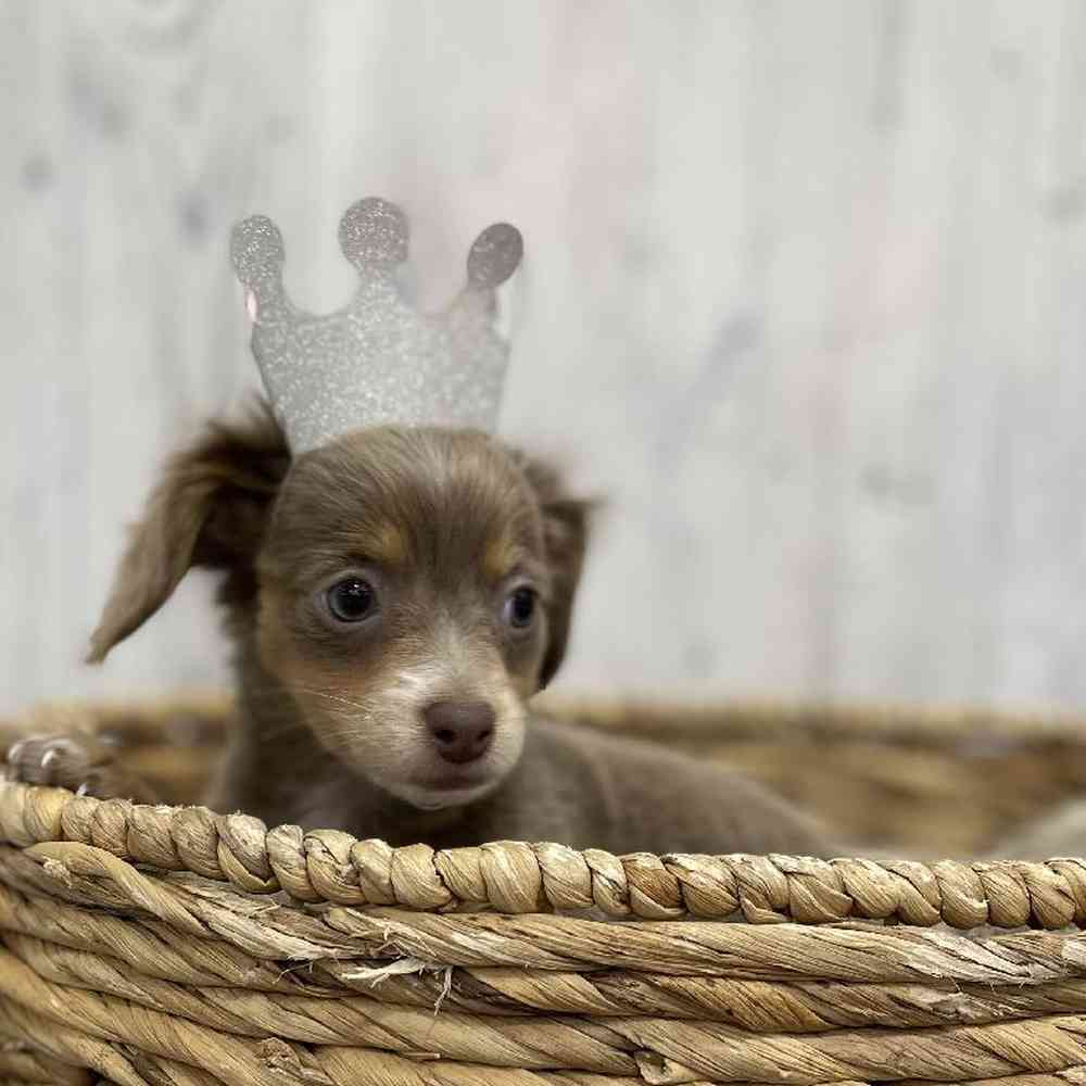 Female Chiweenie Puppy for Sale in Braintree, MA