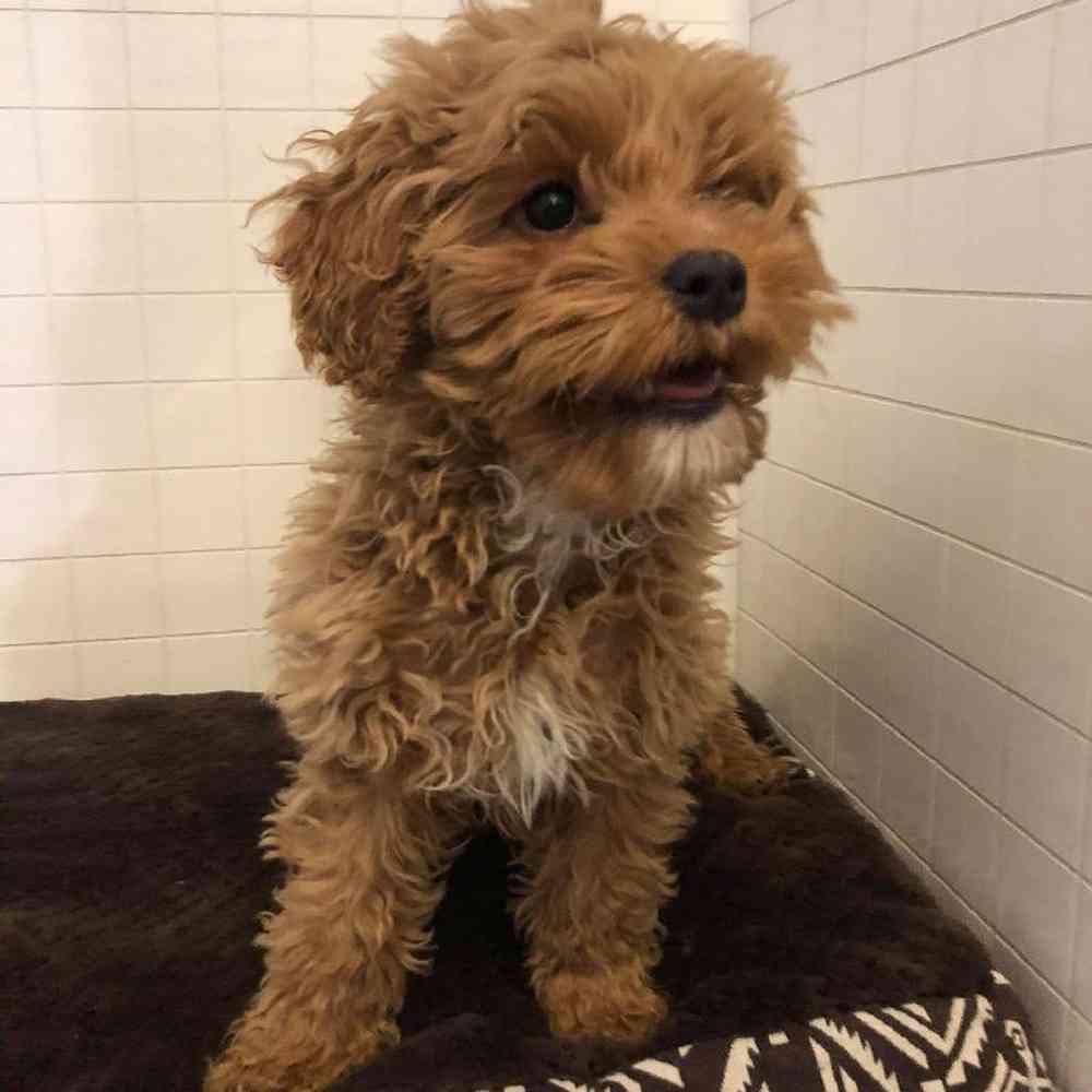 Female Cockapoo Puppy for sale