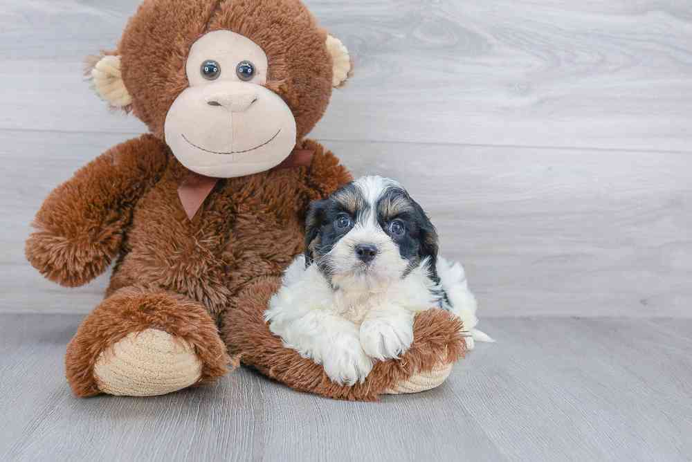 cavachon-sheldon-2600773508008225.jpg