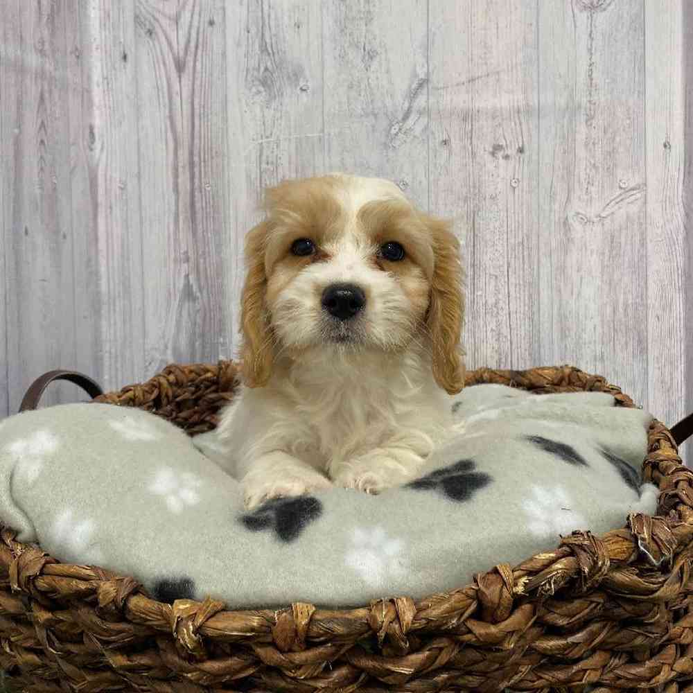Male Cavachon Puppy for Sale in Saugus, MA