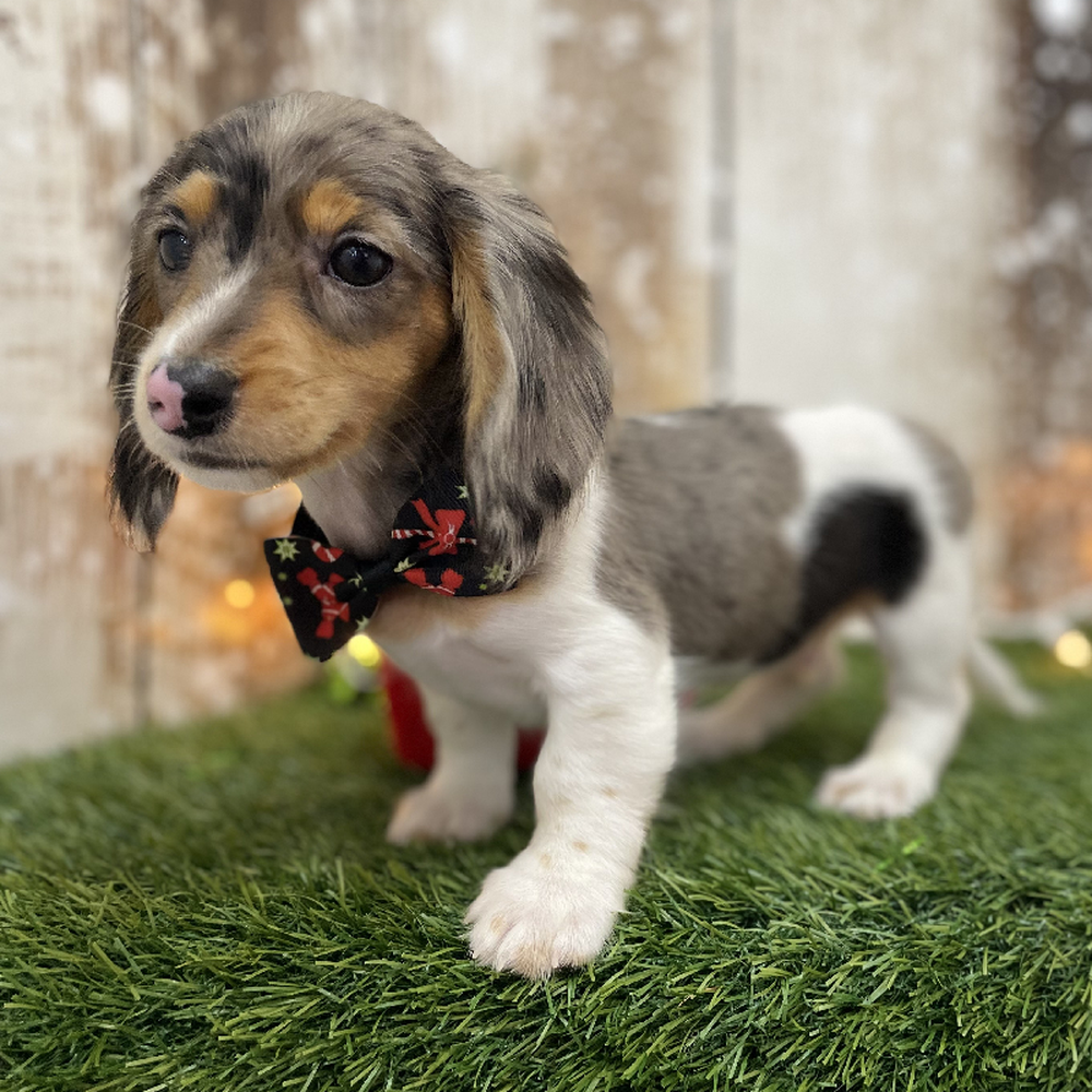 Male Dachshund Puppy for Sale in Braintree, MA