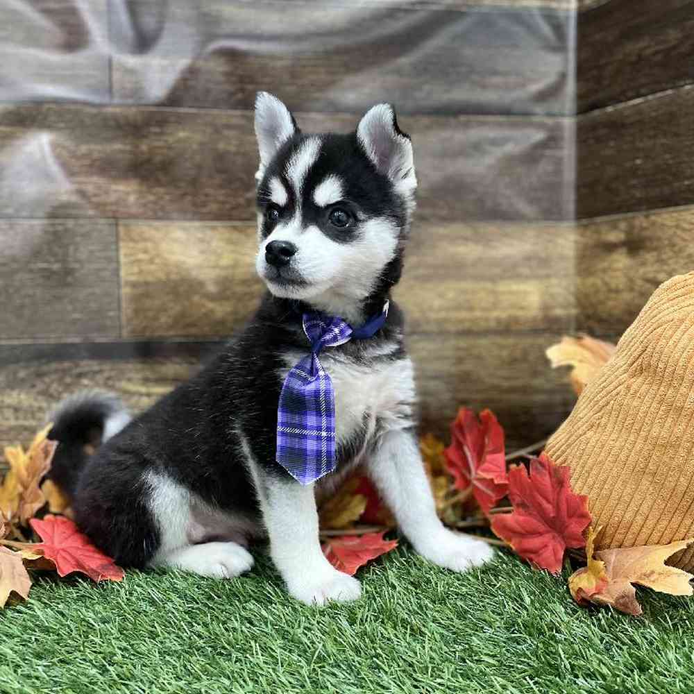 Male Alaskan Klee Kai Puppy for Sale in Braintree, MA