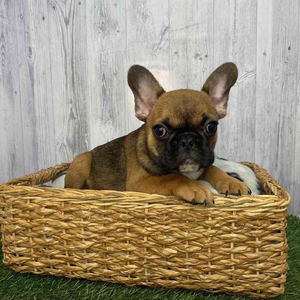 Male French Bulldog Puppy for Sale in Saugus, MA