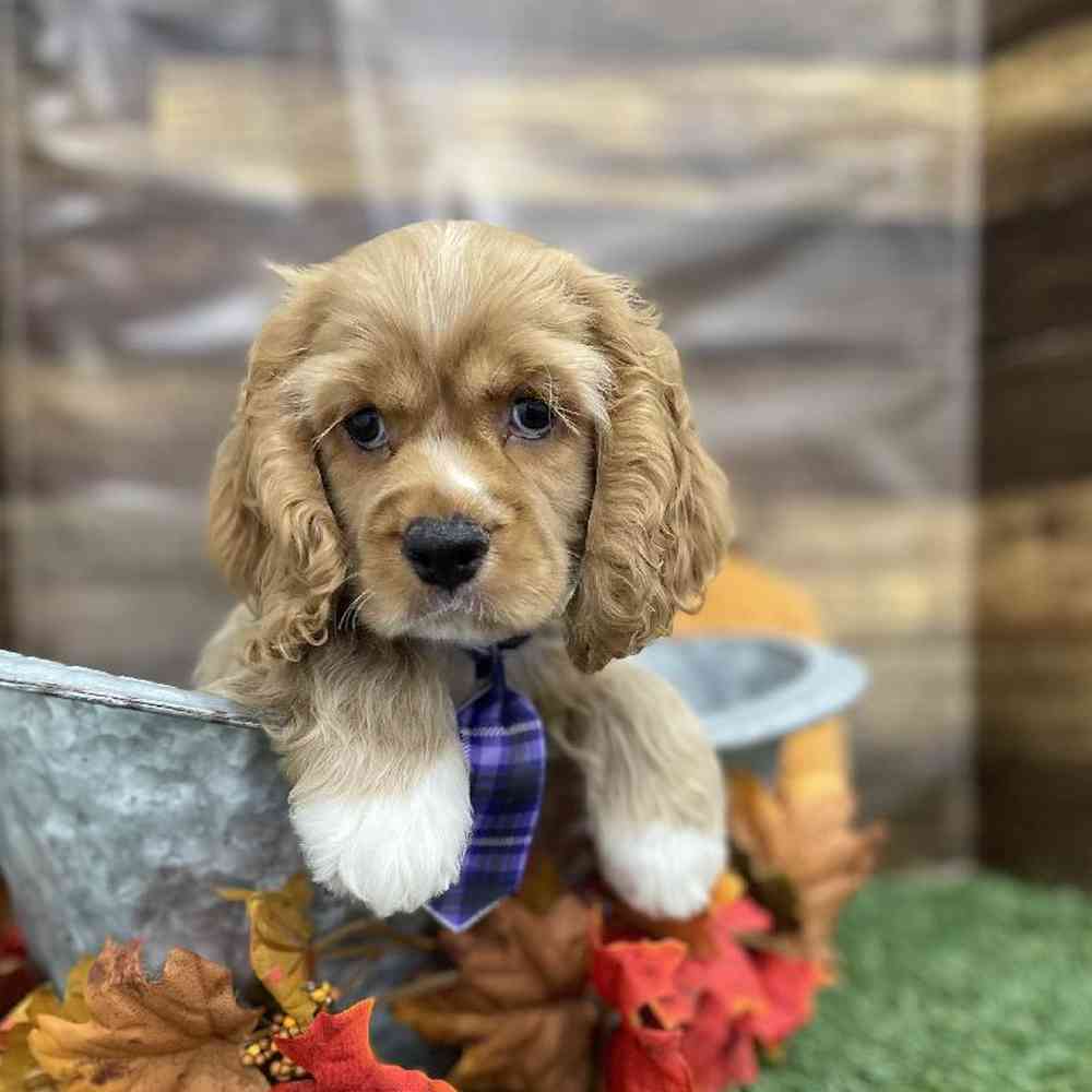 Male Cocker Spaniel Puppy for Sale in Braintree, MA