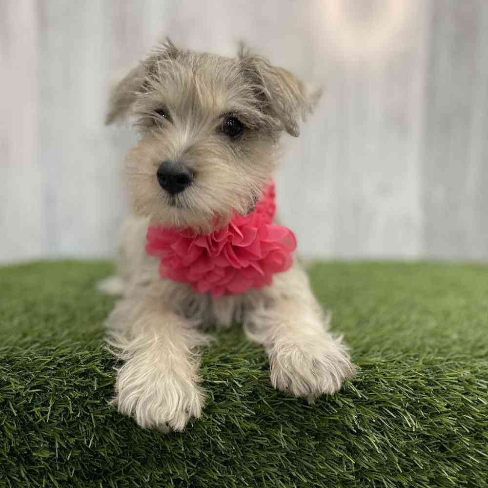 Female Miniature Schnauzer Puppy for sale