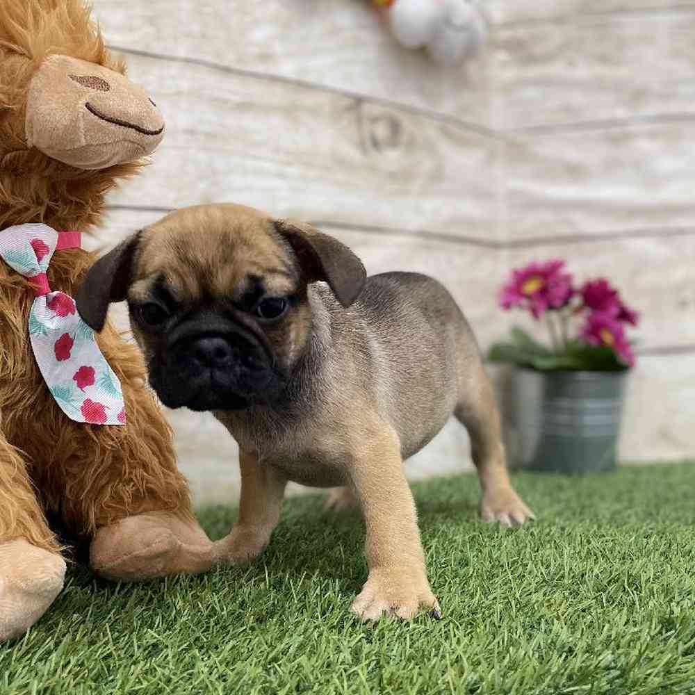 Female Frug Puppy for Sale in Braintree, MA