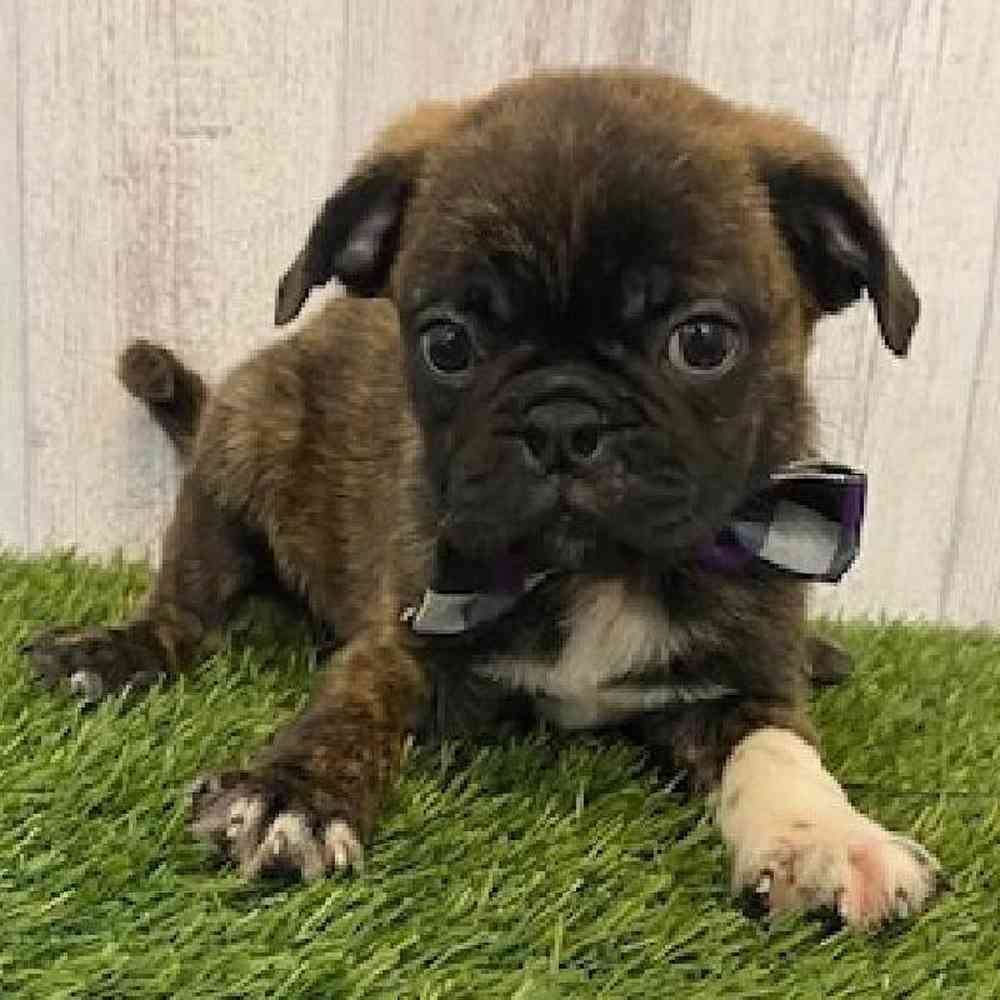 Male Bugg Puppy for sale