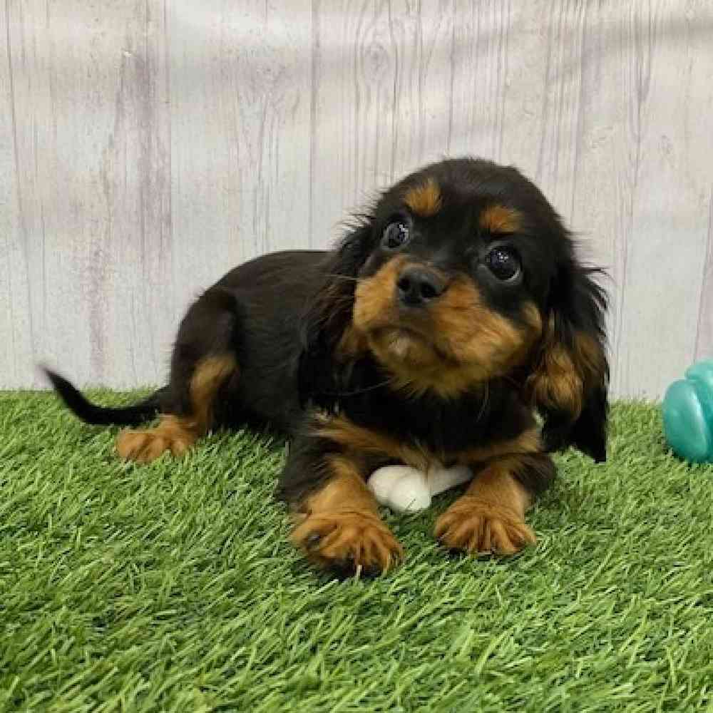 Female Cavalier King Charles Spaniel Puppy for Sale in Braintree, MA