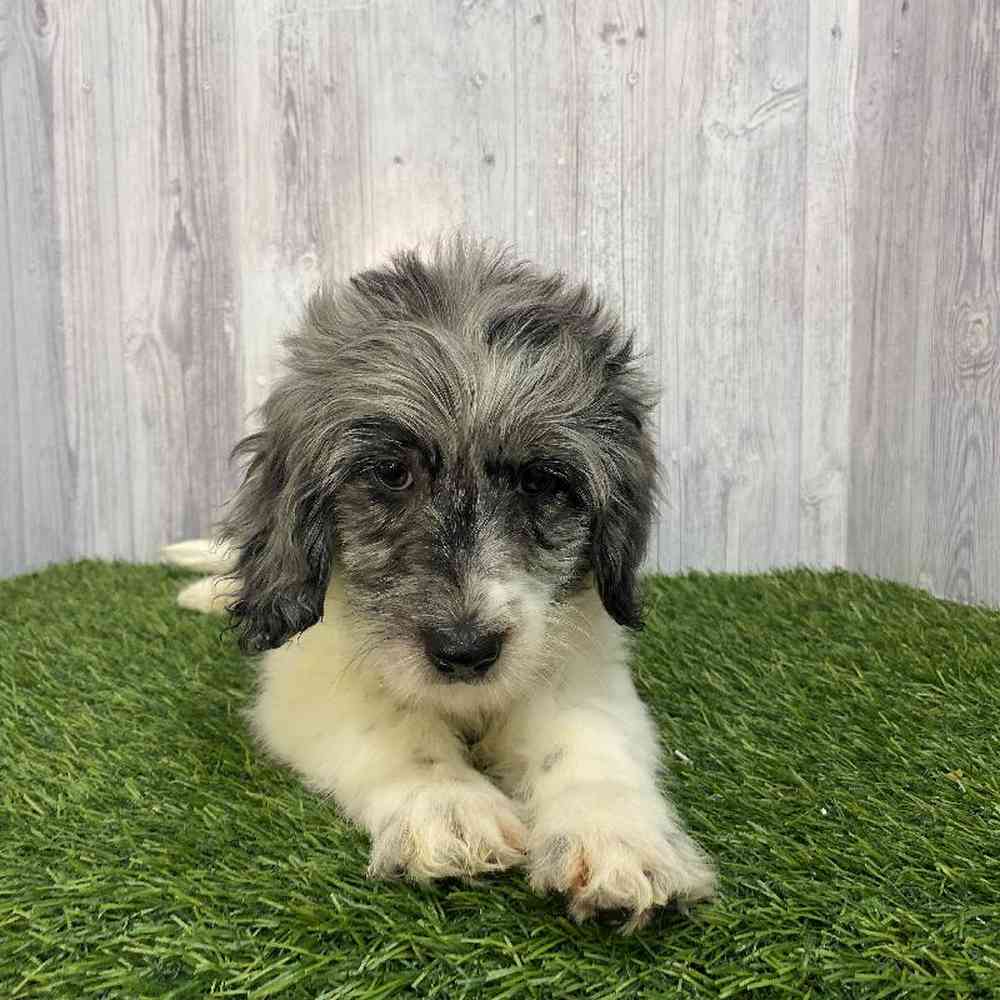 Male Mini Goldendoodle 2nd Gen Puppy for Sale in Saugus, MA