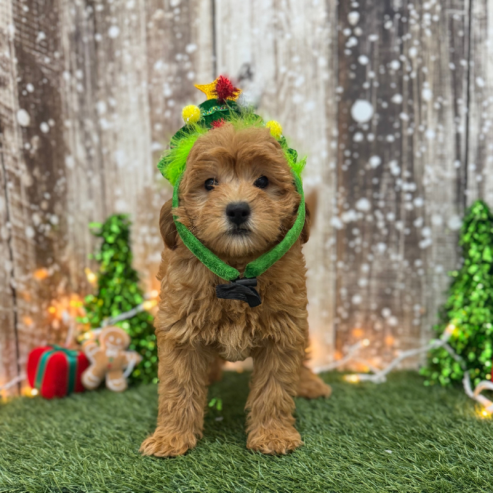 Male Mini Labradoodle 2nd Gen Puppy for Sale in Braintree, MA