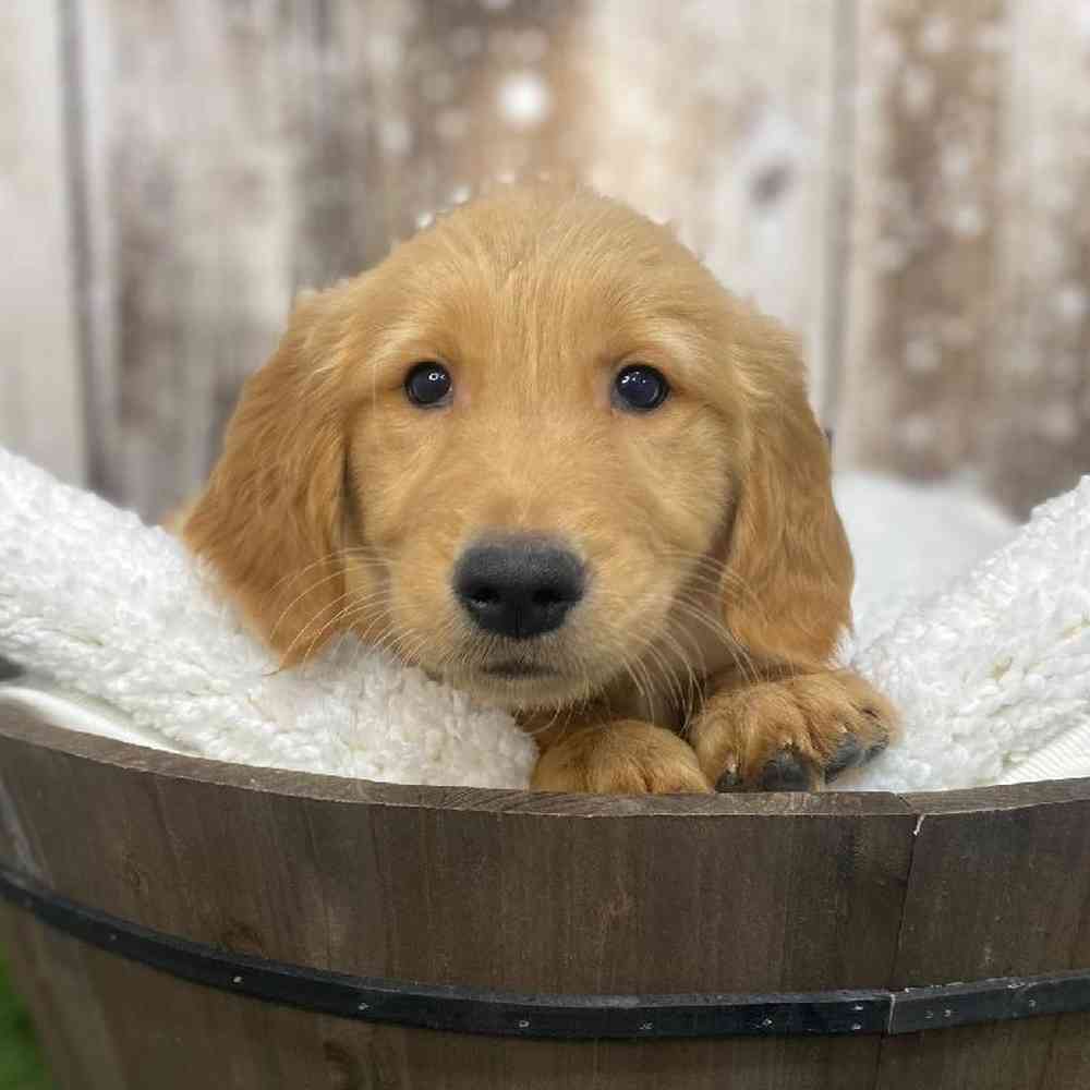 Male Golden Retriever Puppy for Sale in Saugus, MA