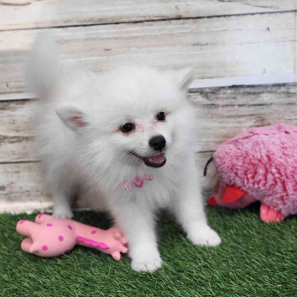 Female American Eskimo Puppy for Sale in Saugus, MA