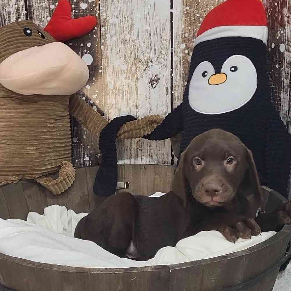 Male Labrador Retriever Puppy for Sale in Saugus, MA