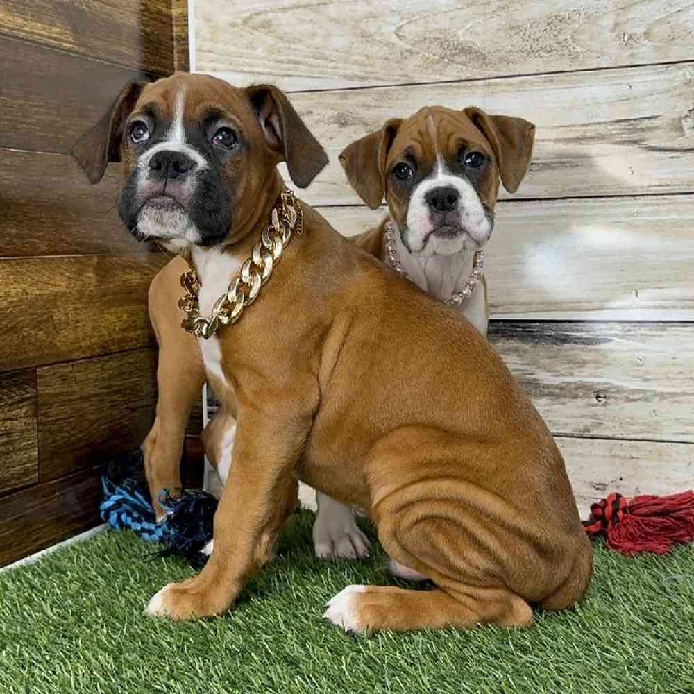Male Boxer Puppy for Sale in Saugus, MA