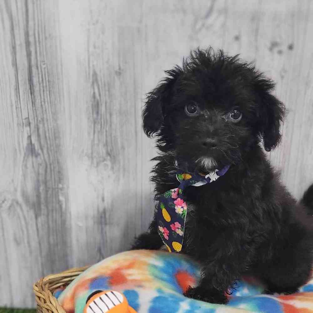 Male Papi-Poo Puppy for Sale in Braintree, MA