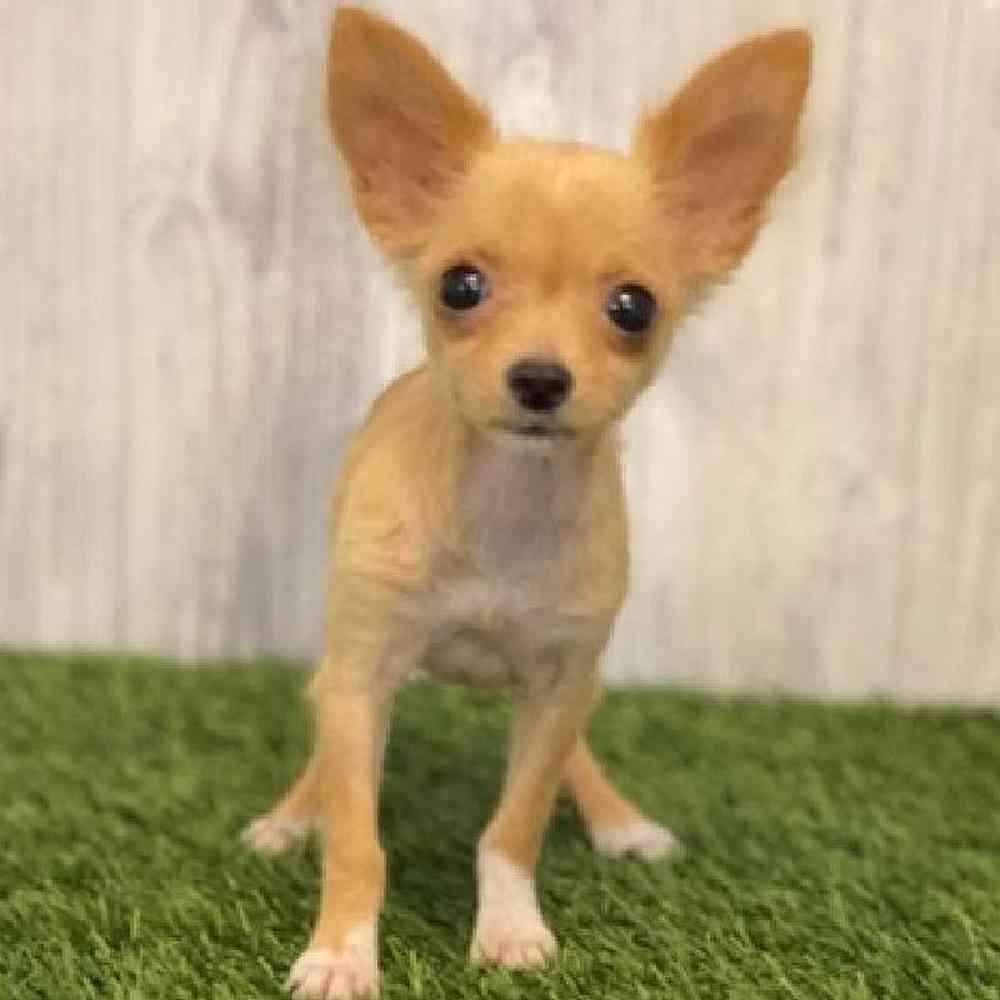 Male Chihuahua Puppy for sale
