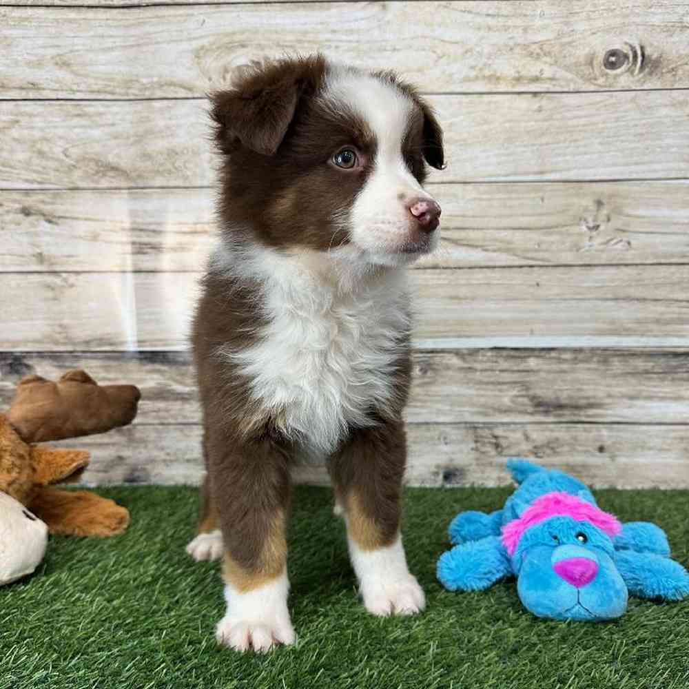 Male Australian Shepherd Puppy for Sale in Saugus, MA