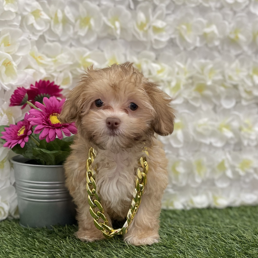 Male Havanese Puppy for Sale in Braintree, MA