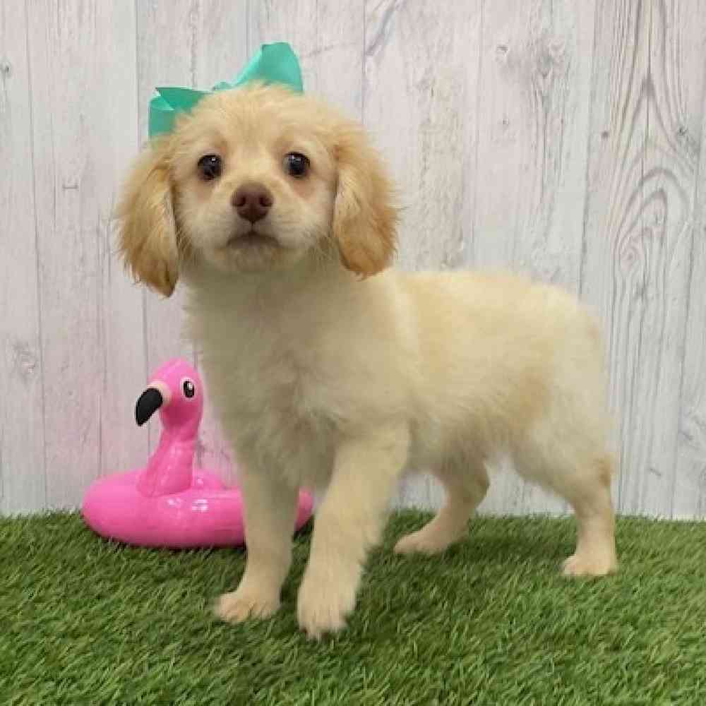 Female Cockapoo 2nd Gen Puppy for Sale in Braintree, MA