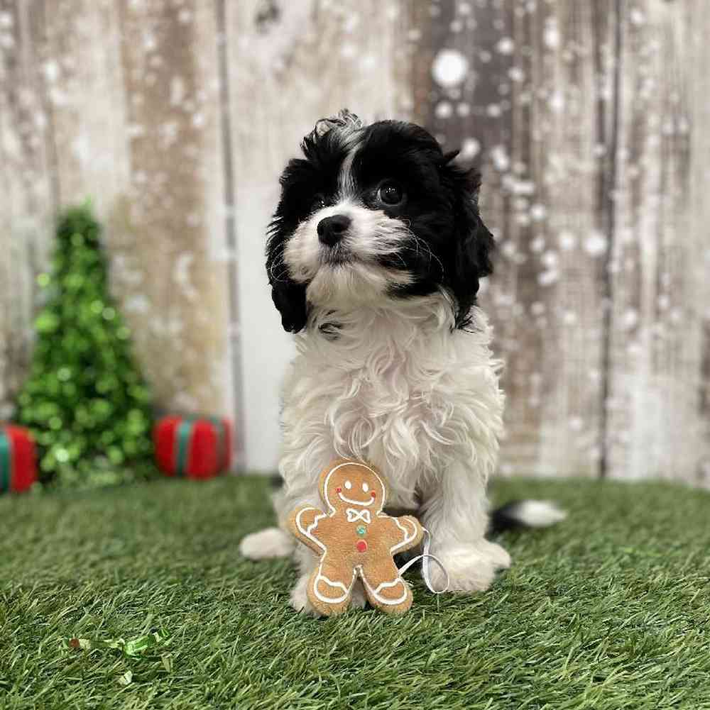 Female Cavapoo Puppy for Sale in Braintree, MA