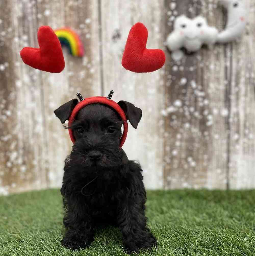 Female Miniature Schnauzer Puppy for Sale in Braintree, MA