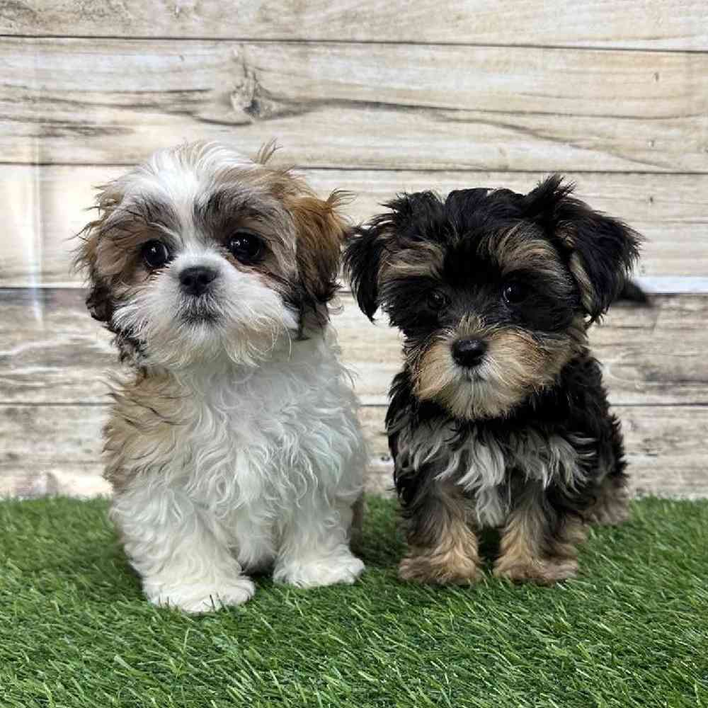 Male Morkie Puppy for Sale in Saugus, MA