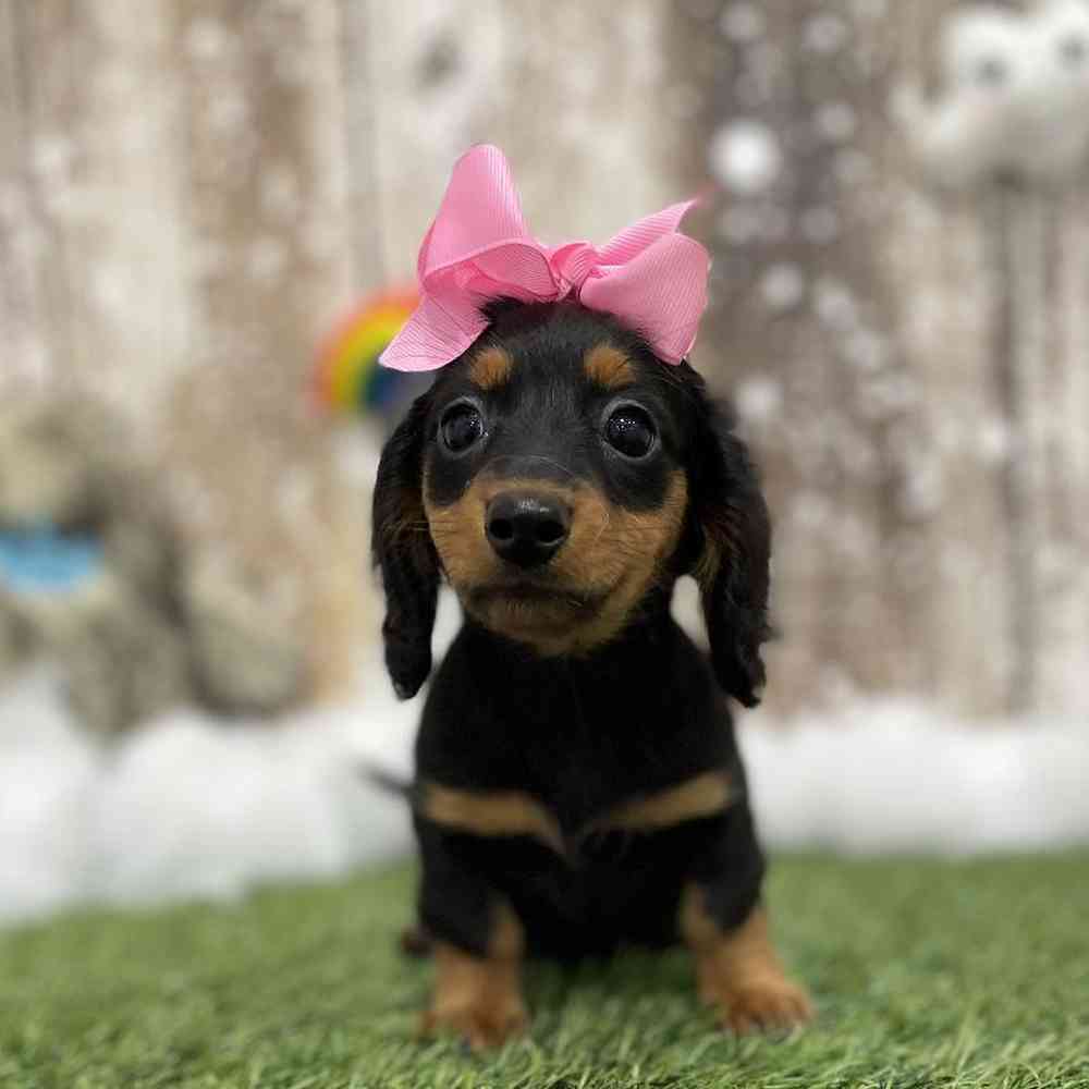 Female Dachshund Puppy for Sale in Braintree, MA