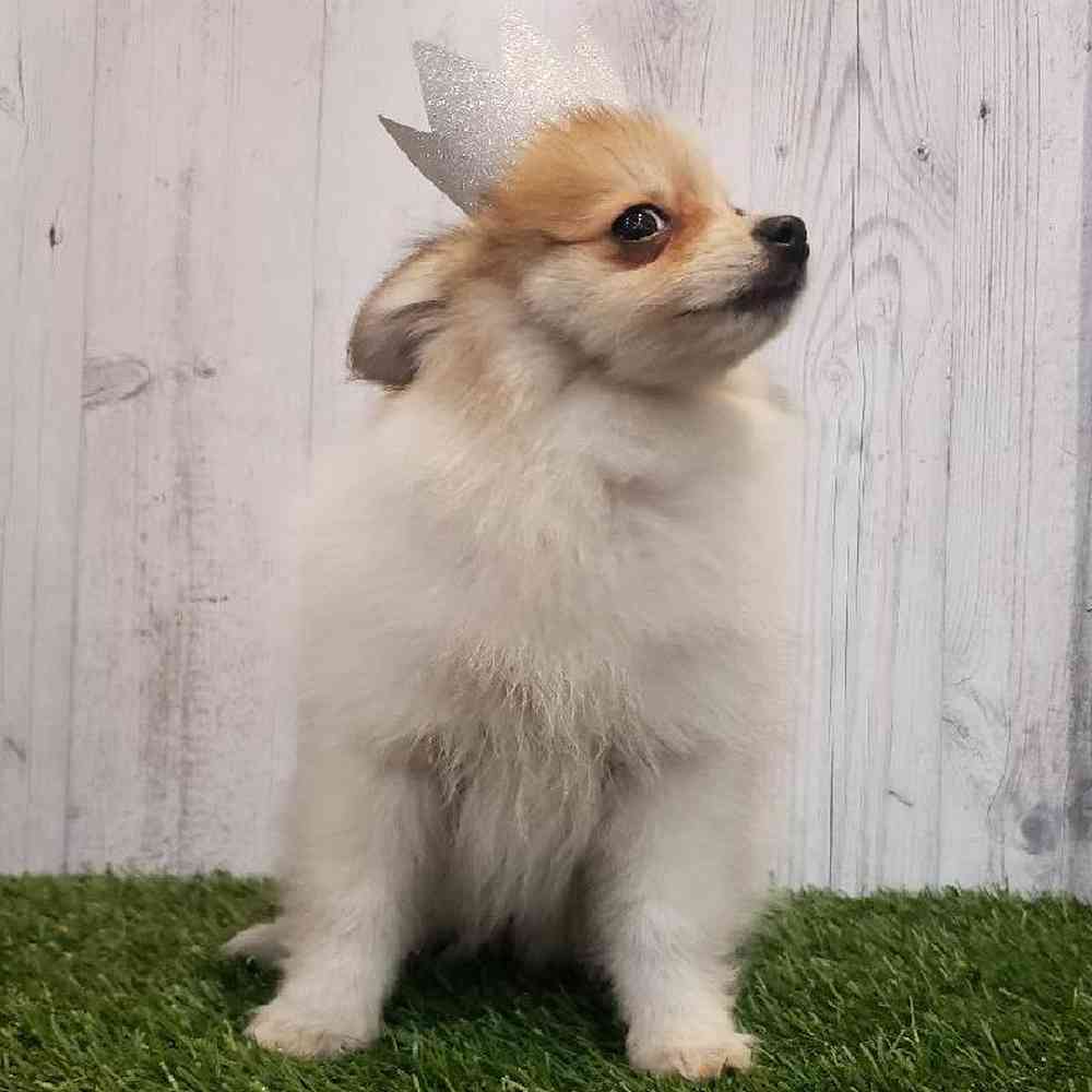 Female Pomeranian Puppy for sale