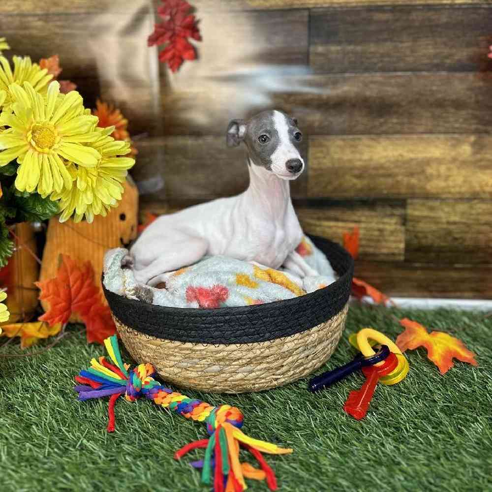 Female Italian Greyhound Puppy for Sale in Saugus, MA