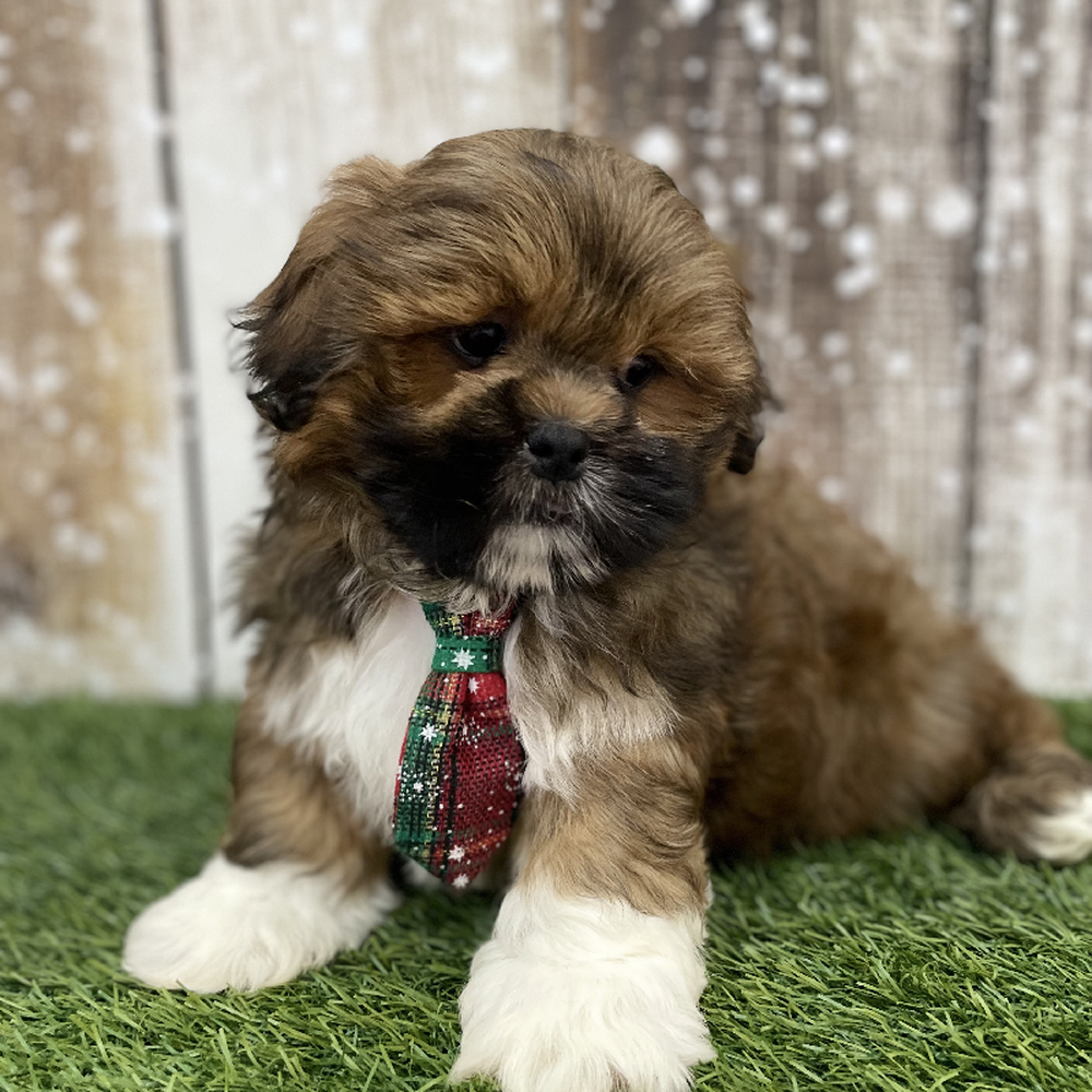 Male Lhasa Apso Puppy for Sale in Braintree, MA