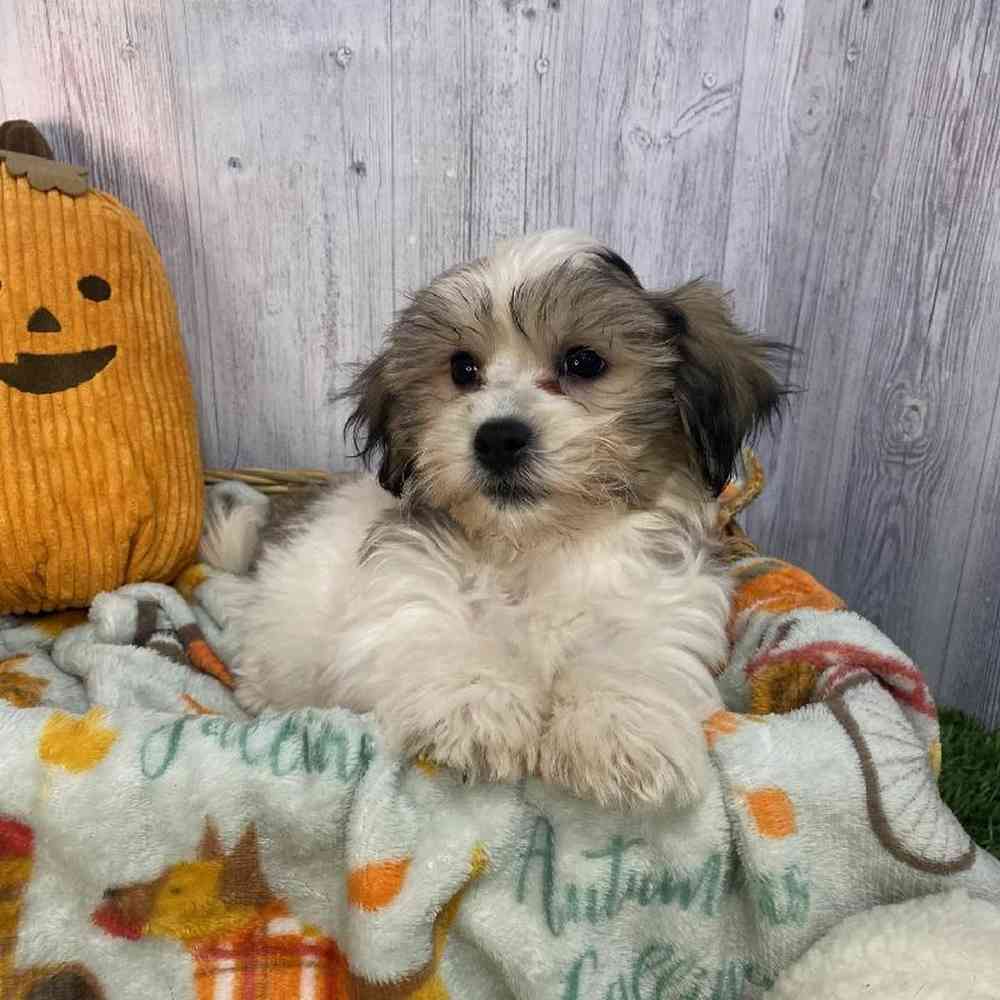 Female Teddy Bear (Zuchon) Puppy for Sale in Saugus, MA