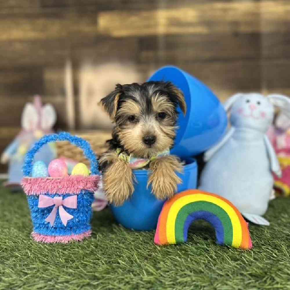 Male Yorkshire Terrier Puppy for Sale in Saugus, MA