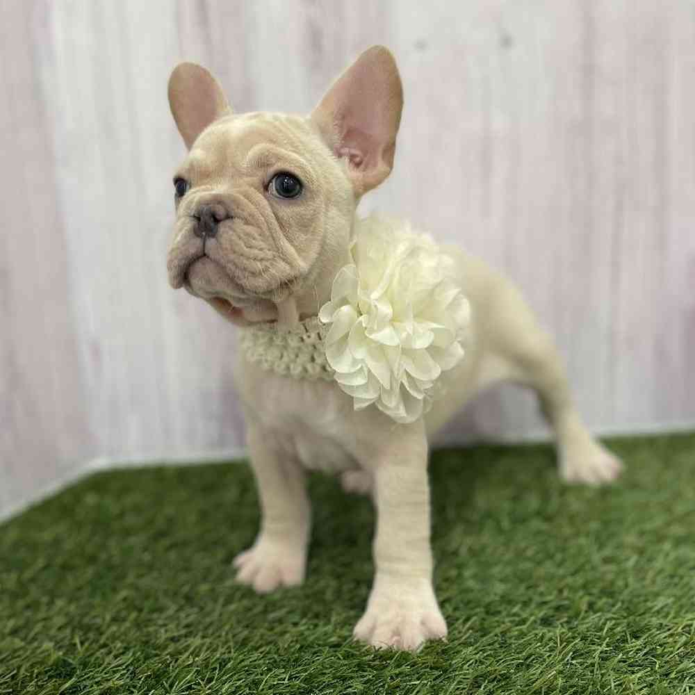 Female French Bulldog Puppy for Sale in Braintree, MA