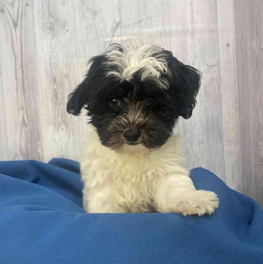 Male Havapoo Puppy for Sale in Saugus, MA