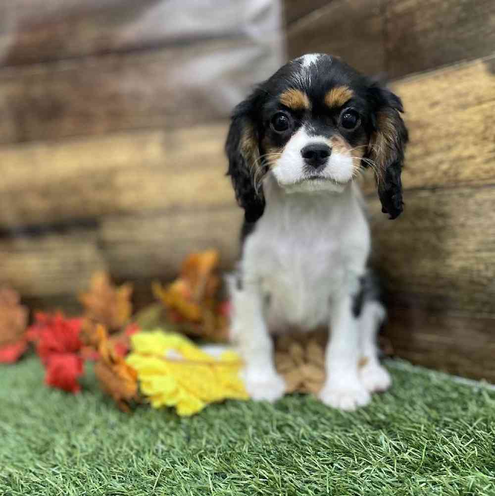 Female Cavalier King Charles Spaniel Puppy for Sale in Braintree, MA