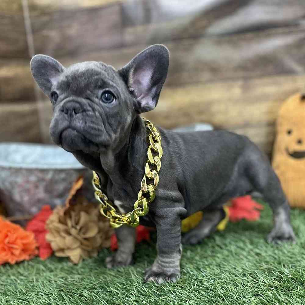 Male French Bulldog Puppy for Sale in Braintree, MA