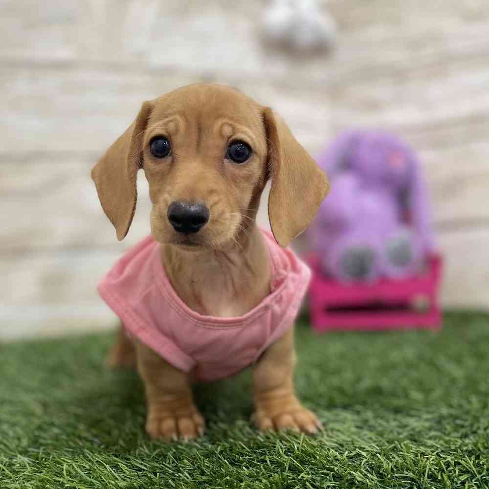 Female Dachshund Puppy for Sale in Braintree, MA