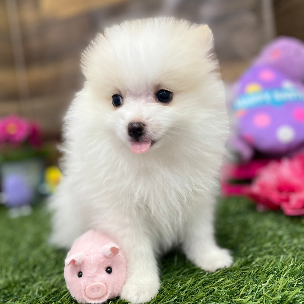Male Pomeranian Puppy for Sale in Braintree, MA